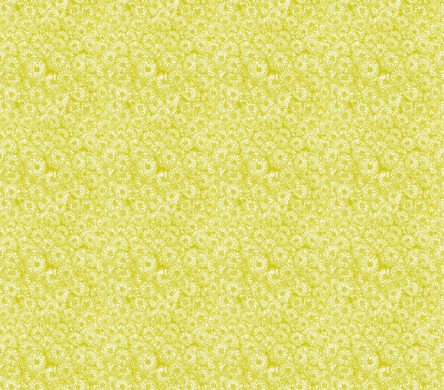 yellow and white outlined cornflower, all you can see are flowers from an aerial view, like a busy field full of flowers and nothing else.
