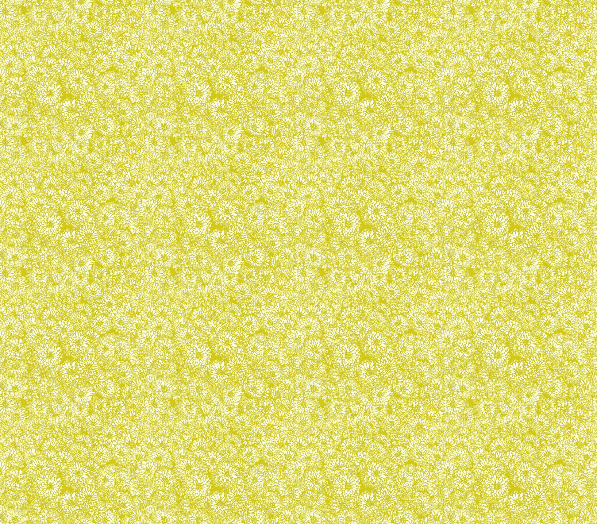 yellow and white outlined cornflower, all you can see are flowers from an aerial view, like a busy field full of flowers and nothing else. 